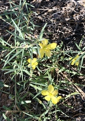 Talinum polygaloides