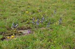 Veronica gentianoides