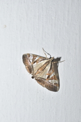 Agrioglypta itysalis