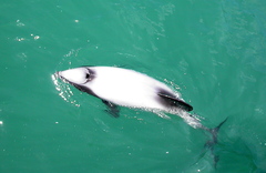 Cephalorhynchus hectori