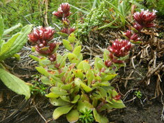 Crassula obovata
