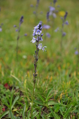 Veronica gentianoides
