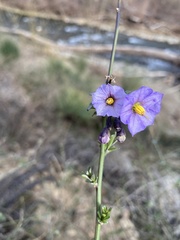 Solanum parishii