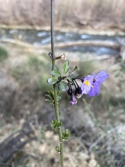 Solanum parishii