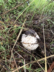 Amanita magniverrucata