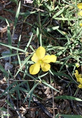 Talinum polygaloides