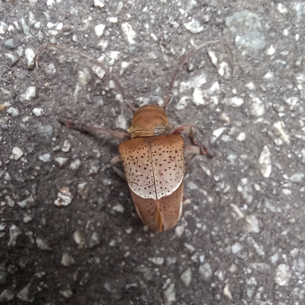 Compsosoma phaleratum