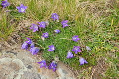 Campanula tridentata