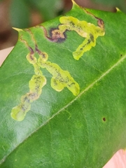Phytomyza ilicicola