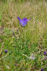 Campanula tridentata