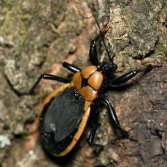 Ectrichodia crux