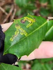 Phytomyza ilicicola