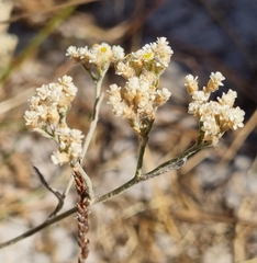 Helichrysum indicum