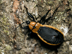 Ectrichodia crux
