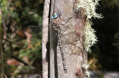 Austroaeschna multipunctata