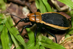 Ectrichodia crux