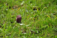 Fritillaria latifolia