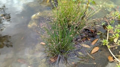 Eleocharis geniculata
