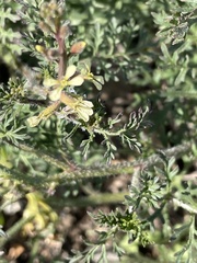 Carrichtera annua