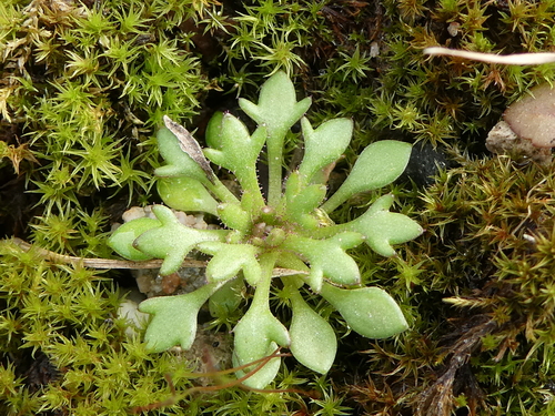 Rue-leaved Saxifrage