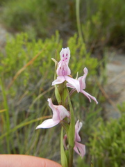 Brownleea recurvata