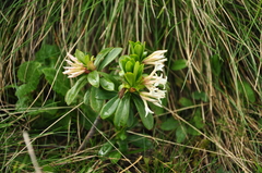 Daphne glomerata