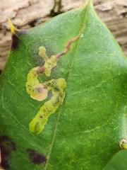 Phytomyza ilicicola