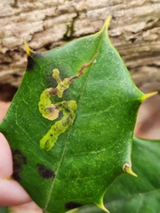 Phytomyza ilicicola
