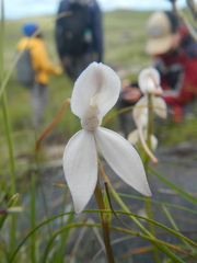 Brownleea macroceras