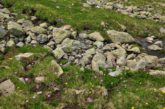 Primula auriculata
