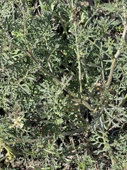 Carrichtera annua