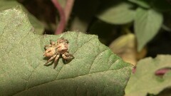 Carrhotus viduus