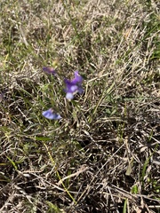 Vicia ludoviciana