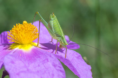 Poecilimon intermedius