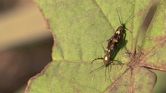 Eretmocera impactella