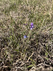 Vicia ludoviciana