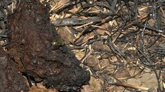 Chrysomya rufifacies