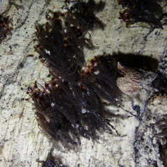 Stemonitis virginiensis