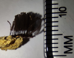 Stemonitis virginiensis