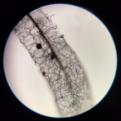 Stemonitis virginiensis