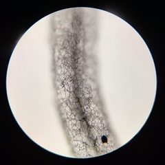 Stemonitis virginiensis