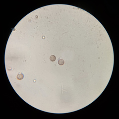 Stemonitis virginiensis