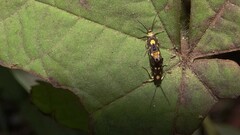 Eretmocera impactella