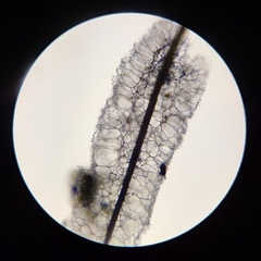 Stemonitis virginiensis