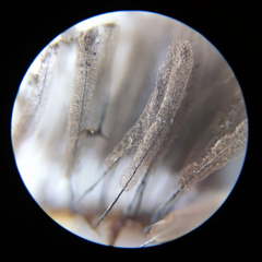 Stemonitis virginiensis