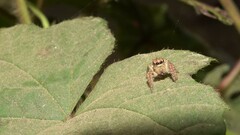 Carrhotus viduus