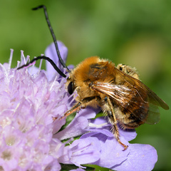 Eucera longicornis