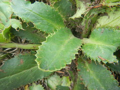 Alepidea