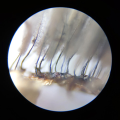 Stemonitis virginiensis