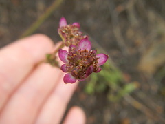 Alepidea